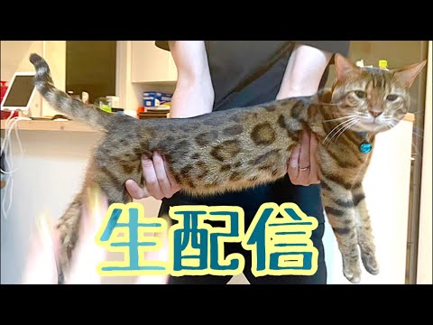 【ランチ生配信10/21】寒くなって来ましたので床暖オンで猫達と生配信します(YouTube)