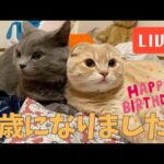 【祝】子つむ1歳の誕生日ライブ！(YouTube)