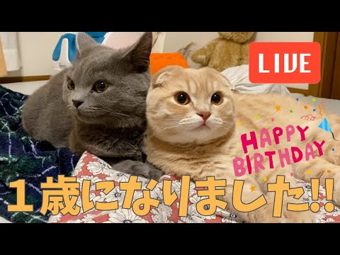 【祝】子つむ1歳の誕生日ライブ！(YouTube)
