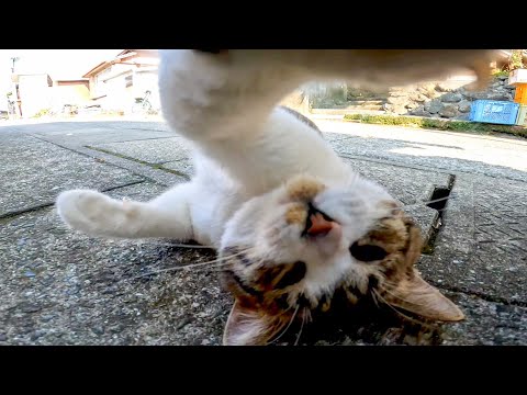 フェリー乗り場の裏にいた顔が横長の猫が強烈に甘えてきてカワイイ(YouTube)