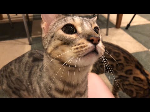 夜ご飯ライブ(YouTube)