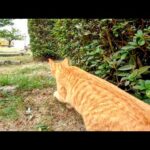 ノンビリ撫でられてたらライバル猫が来て急に戦闘モードになる野良猫(YouTube)