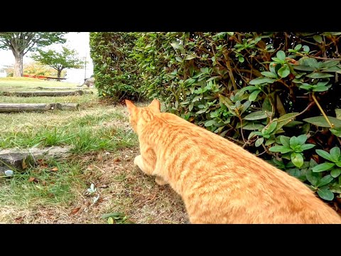 ノンビリ撫でられてたらライバル猫が来て急に戦闘モードになる野良猫(YouTube)