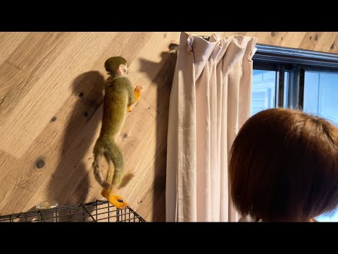 新しいカーテンが気になるコモンリスザルのナッツ(YouTube)