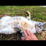 ナデナデするとゴロンゴロン転がって喜ぶ公園の猫が超カワイイ(YouTube)