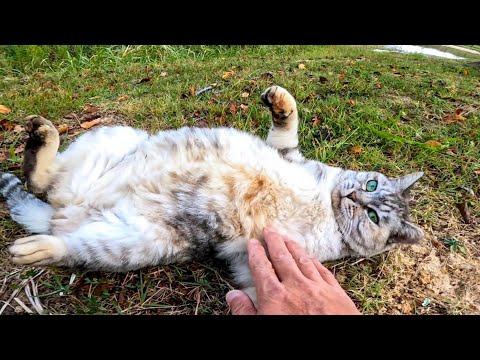 ナデナデするとゴロンゴロン転がって喜ぶ公園の猫が超カワイイ(YouTube)