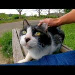 公園のベンチに座ると野良猫がトコトコ歩いてきて隣に座ってきた(YouTube)
