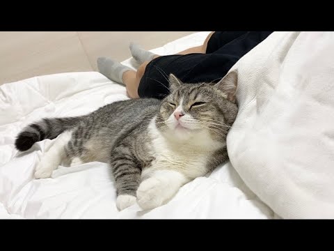 添い寝してる猫の隣でうっかり放屁したらこうなった…w(YouTube)