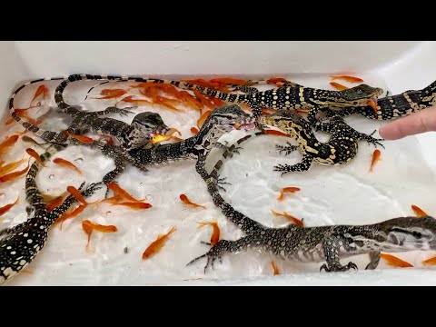 大量の金魚を爆食するオオトカゲたちがヤバいすぎるw(YouTube)