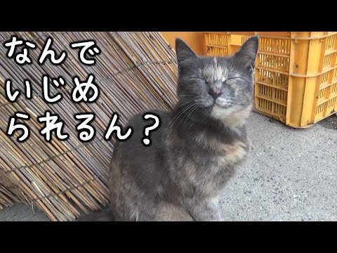 家族にいじめられながらも強くなった猫(YouTube)