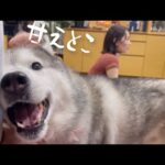 姉からアイスが貰えないとわかると兄の所に何度も泣きつくシベリアンハスキー(YouTube)