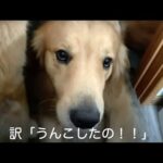 SUGEEしゃべるいぬ(YouTube)
