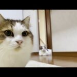 息子の運動不足を徹底的に解消してあげる猫(YouTube)