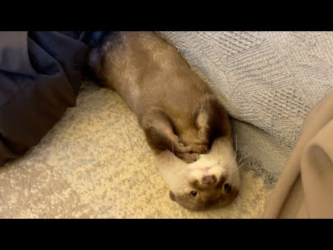 飼い主からカワウソが産まれました！(YouTube)