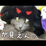 ハロウィンの被り物でホラーになってしまった猫ハムちゃんｗ(YouTube)