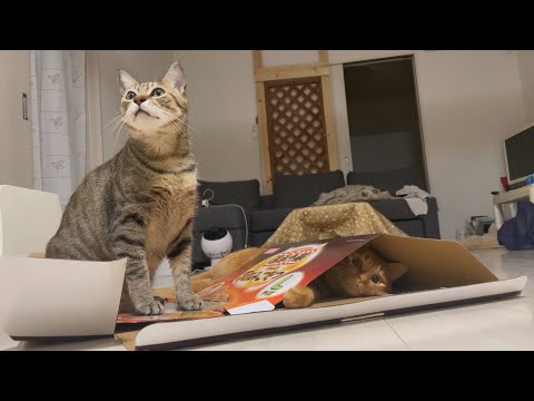 潰されたい猫と潰したい猫と何故か怒っている猫。(YouTube)
