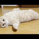 むぎが野生で暮らせなくなった原因が判明しました…(YouTube)
