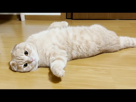 むぎが野生で暮らせなくなった原因が判明しました…(YouTube)