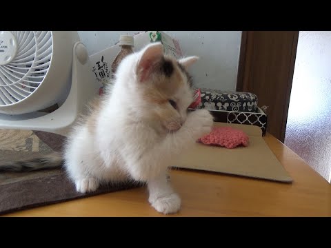 廃墟に居た子猫が一晩でこんな変わった(YouTube)