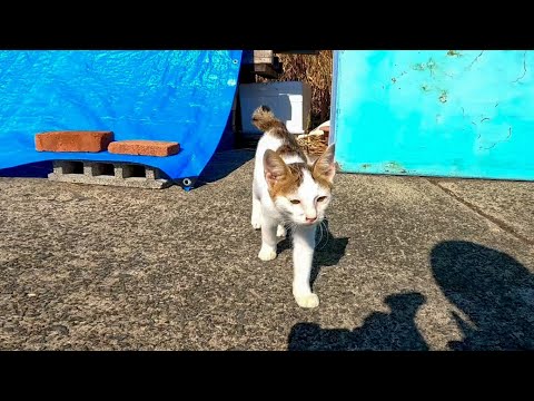 ブルーシートの下から顔を覗かせていた子猫、引っ込んだと思ったらモフられに出てきた(YouTube)
