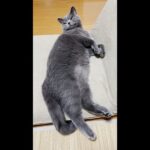 愛猫が合体しました！(YouTube)