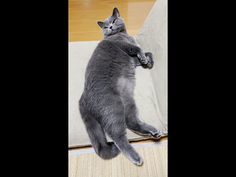 愛猫が合体しました！(YouTube)