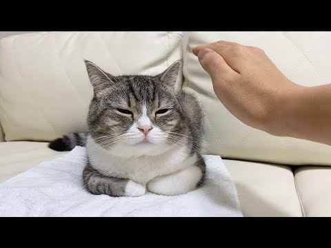 突然なでなでするのを止めたときの猫の反応がこちらですw(YouTube)