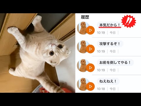 猫語翻訳アプリを使ってみたら、猫の中身が武闘派すぎた…笑(YouTube)