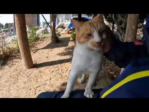 感動猫動画 のライブ配信(YouTube)