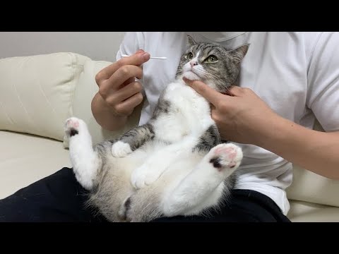 チュールのためならどんな嫌なことも我慢する猫がこちらですw(YouTube)