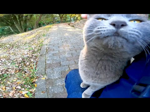 急いで走ってきて膝の上に乗ってゴロゴロ言う野良猫が可愛過ぎる(YouTube)