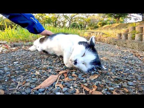 顔見たら急いで駆け寄ってきて甘える野良猫がカワイイ(YouTube)