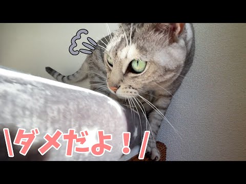 【異食症】マロちゃんが布を食べようとしてました…(YouTube)