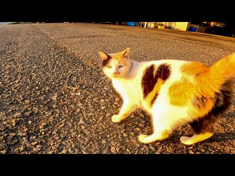 夕方の漁港で背中にハートを持つ三毛猫がモフられにきた(YouTube)