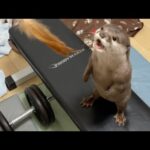 小さい足で立ち上がり小さい手を添えて襲いかかってくるカワウソ(YouTube)