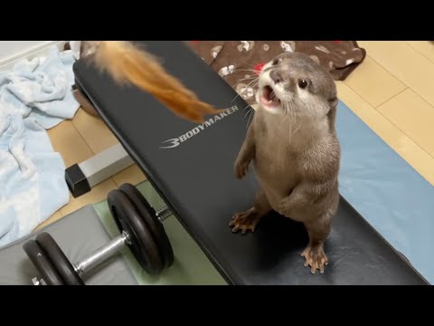 小さい足で立ち上がり小さい手を添えて襲いかかってくるカワウソ(YouTube)
