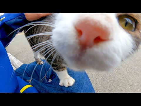 猫島でベンチに座ると猫が恐る恐る膝の上に乗ってきた(YouTube)