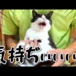 猫の行列！？〇〇が気持ち良すぎて骨抜きになる猫たち！Combing cat hair(YouTube)