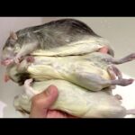寝てるオオトカゲにネズミを見せると・・・(YouTube)