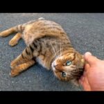 黒猫がいたのでナデナデしてたら自分も撫でられたいとやって来たキジトラ猫。撫でるとしばらく付いて来るようになった。(YouTube)