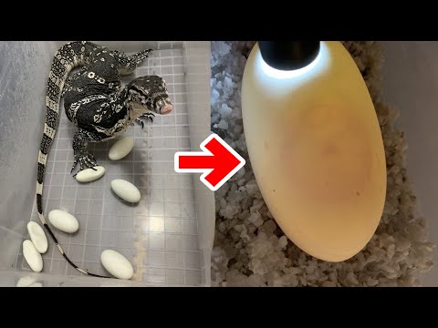 朝起きたらオオトカゲが卵を産んでいました(YouTube)