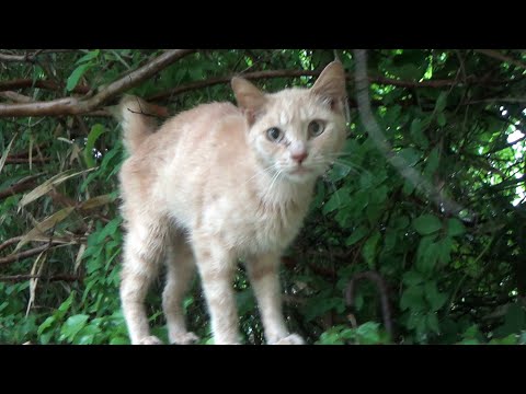 １２日間どこかで過ごしていた猫(YouTube)