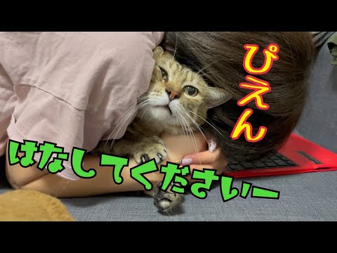 メス主のウザ絡みに本気で嫌そうな顔をする猫が可愛い！(YouTube)