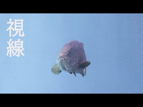 【海遊館】視線(YouTube)