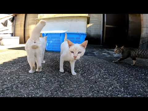【今週のボツ動画】短い野良猫動画まとめて公開2021/10/2w(YouTube)