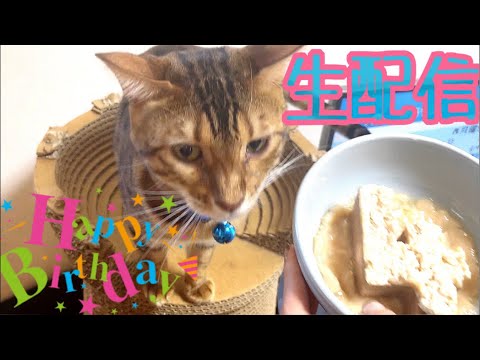 【テト誕生日生配信】テト4歳の誕生日を一緒にお祝いしてくれませんか？生配信🎂(YouTube)