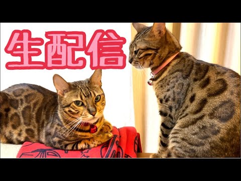 【生配信10/10】今日も1人配信ですが頑張ります生配信🐈📹(YouTube)