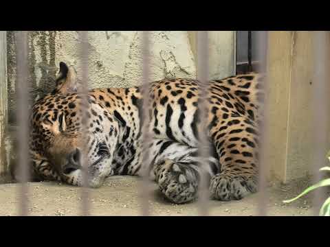 ジャガー (東山動植物園) 2021年7月22日(YouTube)