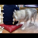 「クッションよこせ」と兄に圧をかけてクッションを奪いとるシベリアンハスキー(YouTube)