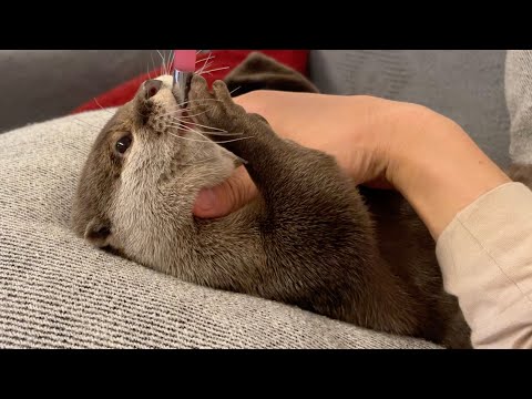 バブ飲みするカワウソ Otter drinking water like a baby(YouTube)